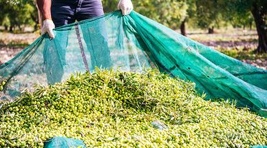 Raccolta olive