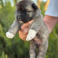 Cucciolata Akita Americano