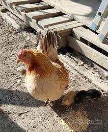 Coppia gallinelle Americanine