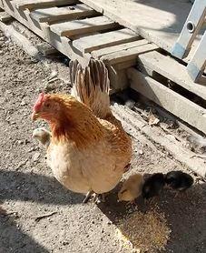 Coppia gallinelle Americanine