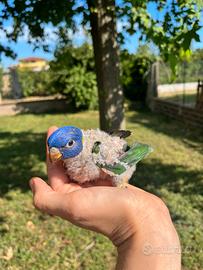 Pulli Lory da imbecco