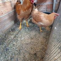 Coppia bionda piemontese