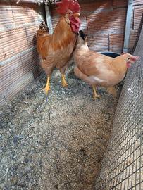 Coppia bionda piemontese