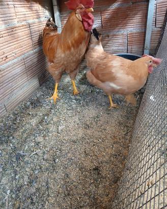 Coppia bionda piemontese