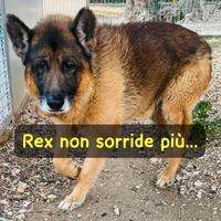 Rex pastore tedesco 8/9 anni