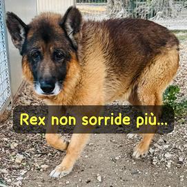 Rex pastore tedesco 8/9 anni