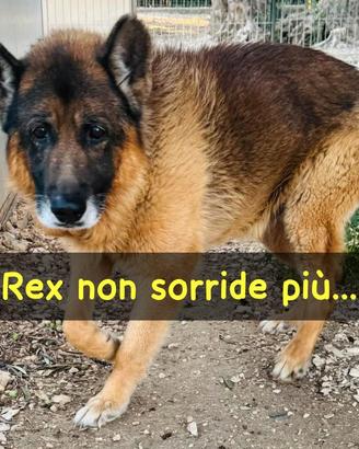 Rex pastore tedesco 8/9 anni