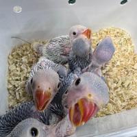 Parrocchetto dal collare