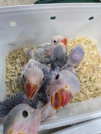 Parrocchetto dal collare