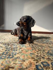 Bassotto arlecchino silver per accoppiamento