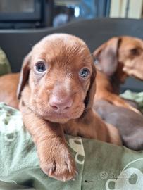 Cucciolo bassotto nano maschio