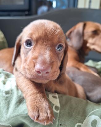 Cucciolo bassotto nano maschio