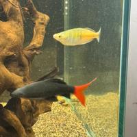 Acquario ciano 260 Litri