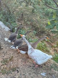 4 oche coppia + piccoli