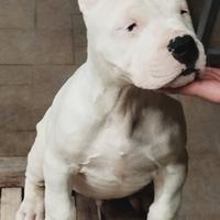 Cuccioli di dogo argentino