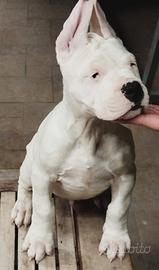 Cuccioli di dogo argentino