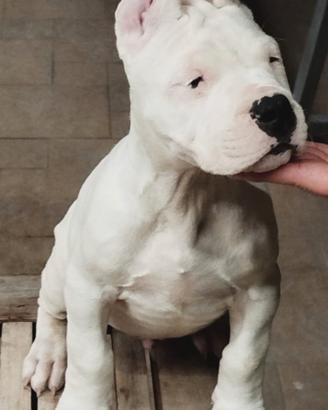 Cuccioli di dogo argentino
