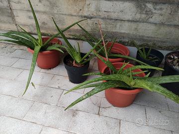 pianta Aloe