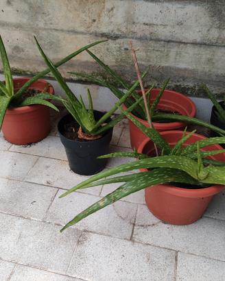 pianta Aloe