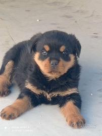 Cuccioli rottweiler