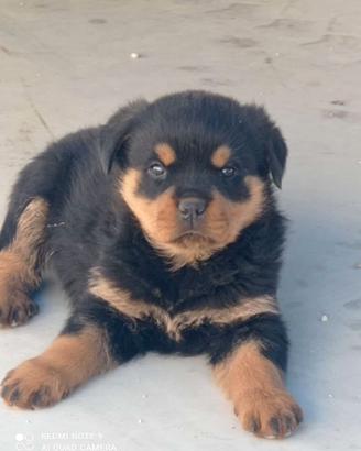 Cuccioli rottweiler