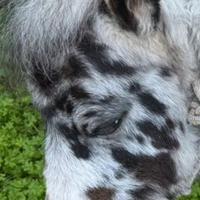 Mini pony Appaloosa femmina