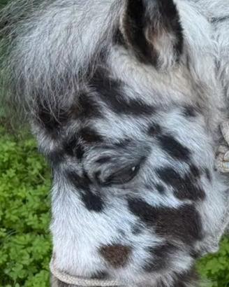 Mini pony Appaloosa femmina