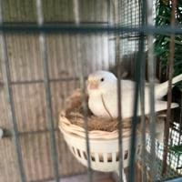 Canarino bianco recessivo