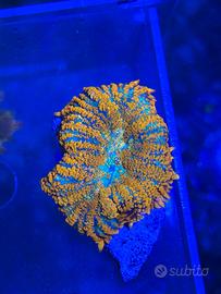 Corallo Rhodactis "Superman"