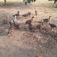 ANATRE Germano reale