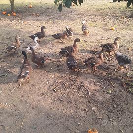 ANATRE Germano reale