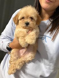 Maltipoo toy