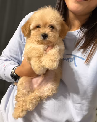 Maltipoo toy