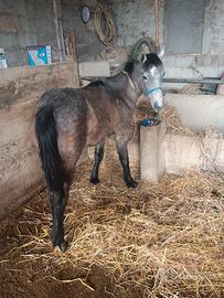 Puledra incrocio araba