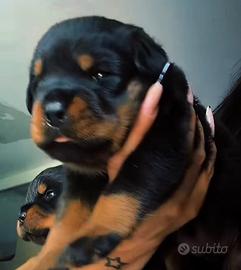 Super Cucciolotti di Rottwailer