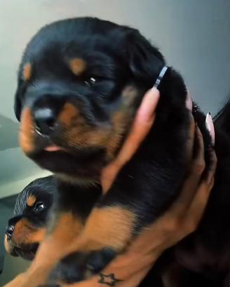 Super Cucciolotti di Rottwailer