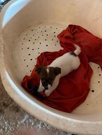 Cuccioli di Jek Russel zampa corta