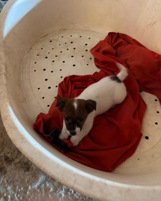 Cuccioli di Jek Russel zampa corta