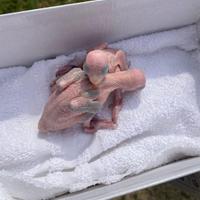 Pulli di parrocchetti dal collare