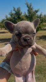 Cucciola di bulldog francese, Blue fawn