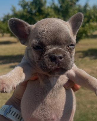 Cucciola di bulldog francese, Blue fawn