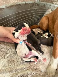 Cuccioli pitbull/amstaff