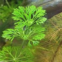 piante acquario dolce 