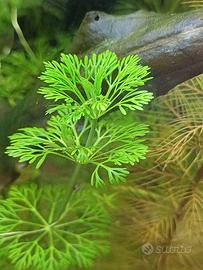 piante acquario dolce 