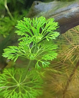 piante acquario dolce 