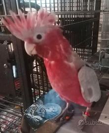 Cacatua rosacapilla