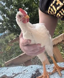 Gallo livornese