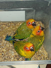 Conuri del sole allevati a mano