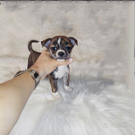 Chihuahua Toy brindle tigrato tricolore