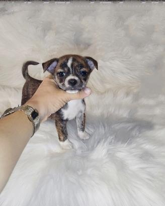 Chihuahua Toy brindle tigrato tricolore